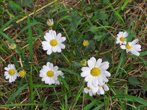 Image of Chrysanthemum chanetii H. Lév.