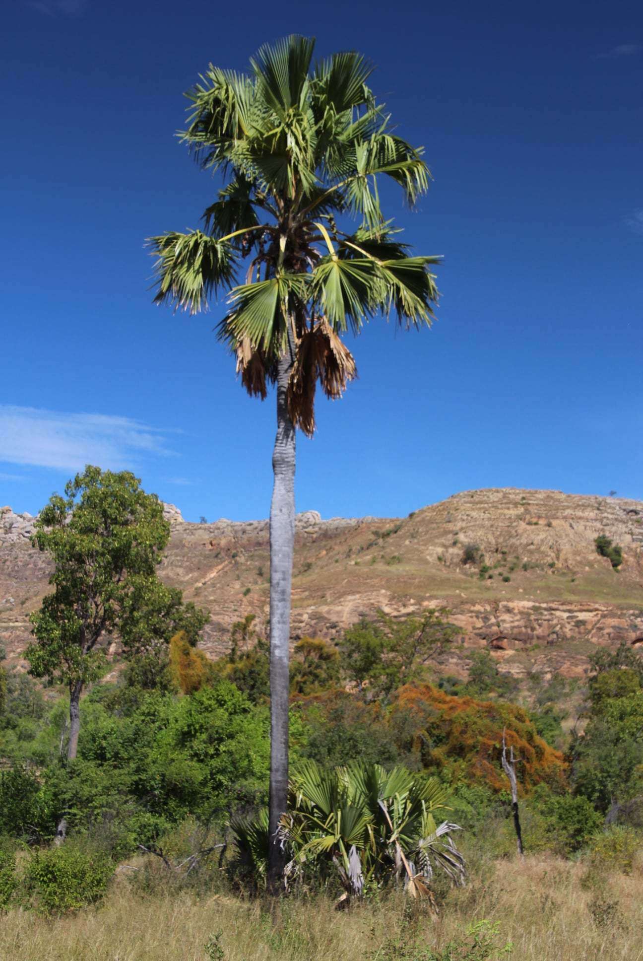 Image of Borassus madagascariensis (Jum. & H. Perrier) Bojer ex Jum. & H. Perrier