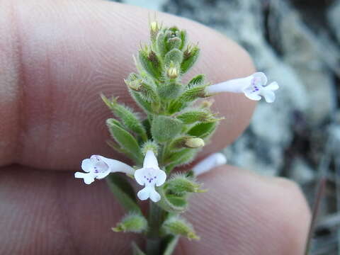 Hedeoma reverchonii (A. Gray) A. Gray resmi