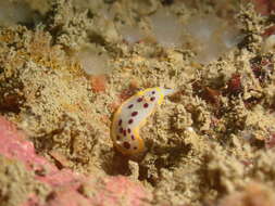 Image of Goniobranchus tumuliferus (Collingwood 1881)