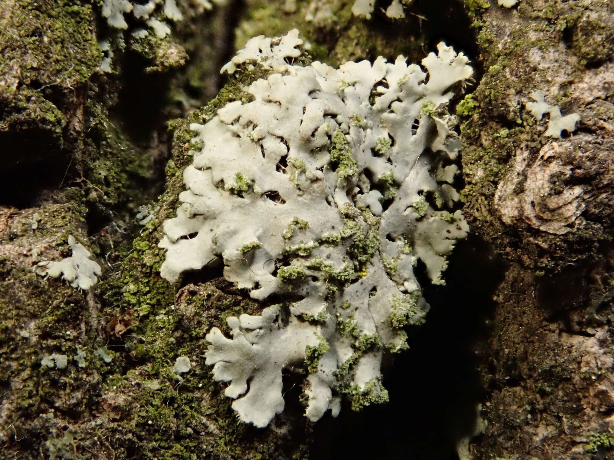 Image of wreath lichen