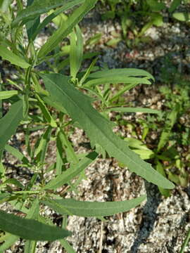 Image of Atriplex intracontinentalis Sukhor.