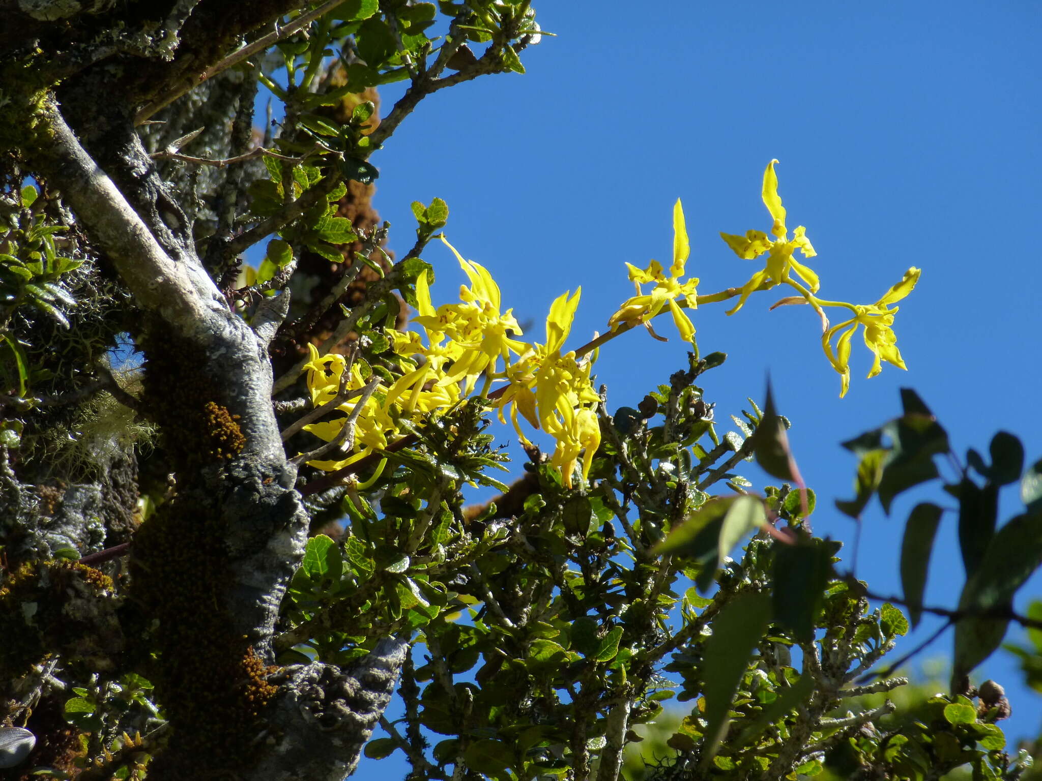 Image of Cyrtochilum pardinum Lindl.