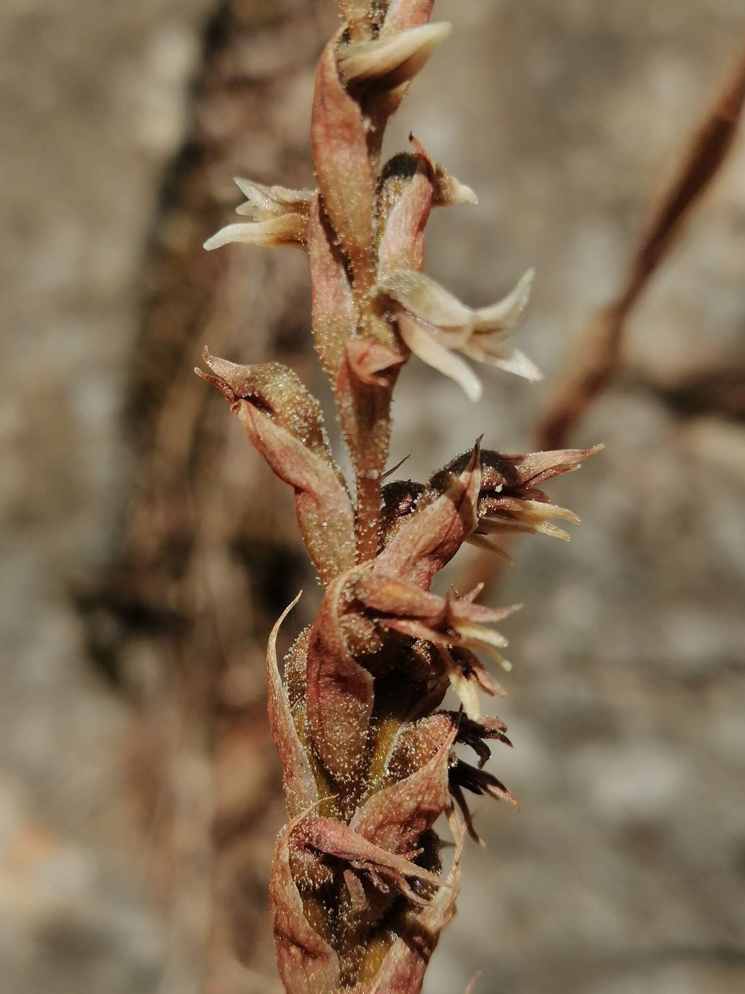 Imagem de Aulosepalum pyramidale (Lindl.) M. A. Dix & M. W. Dix