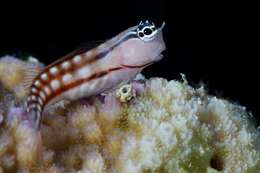 Image of Blackstriped combtooth blenny