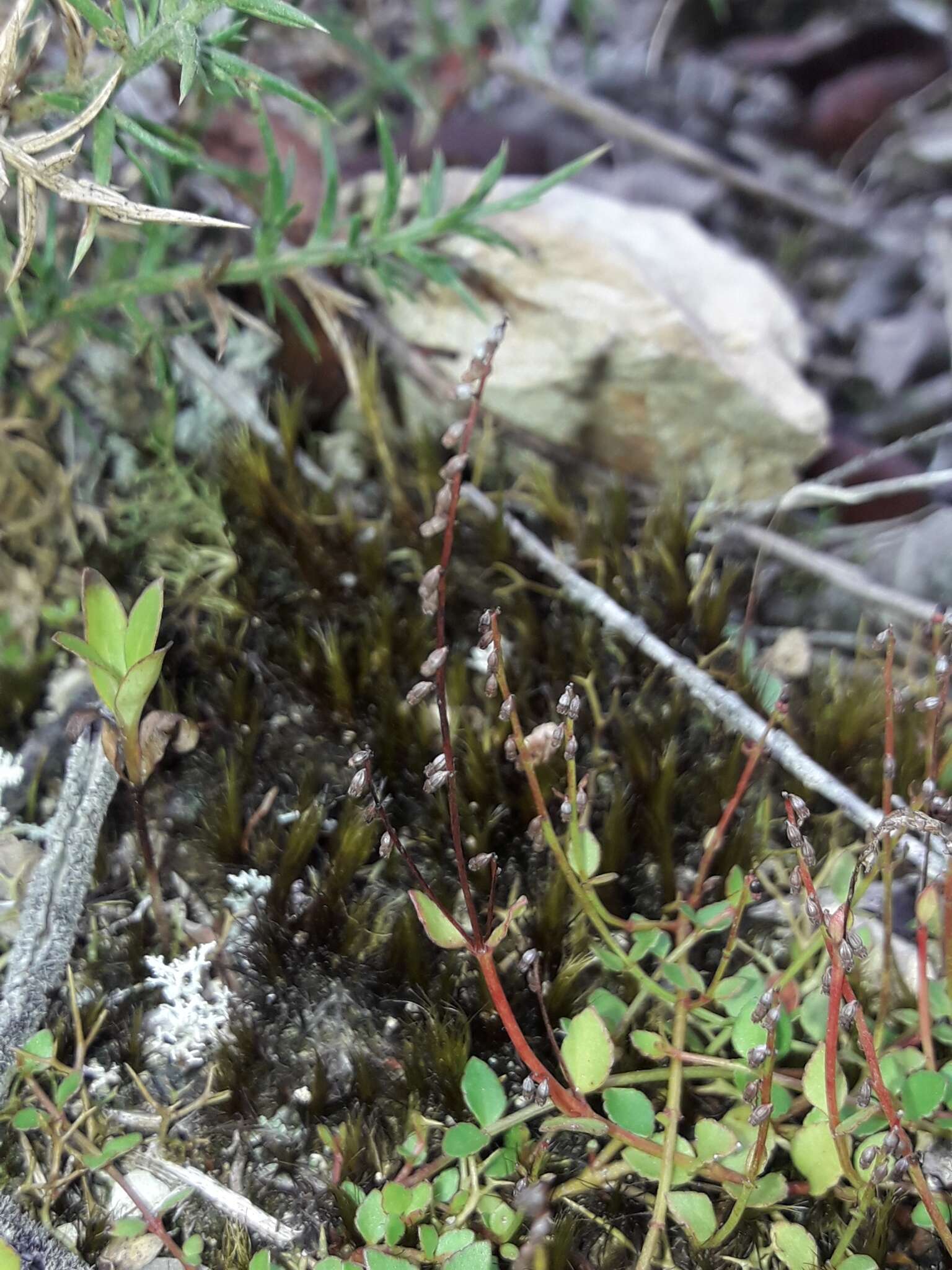 Image of Gonocarpus micranthus Thunb.