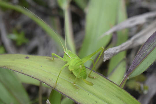 Image of Cohnia andeana (Hebard 1924)