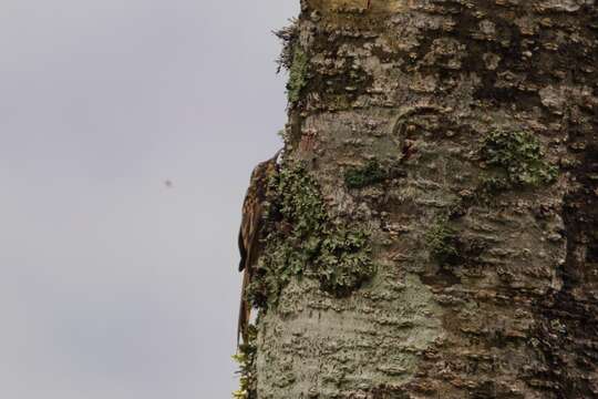 Image of Brown-throated Treecreeper