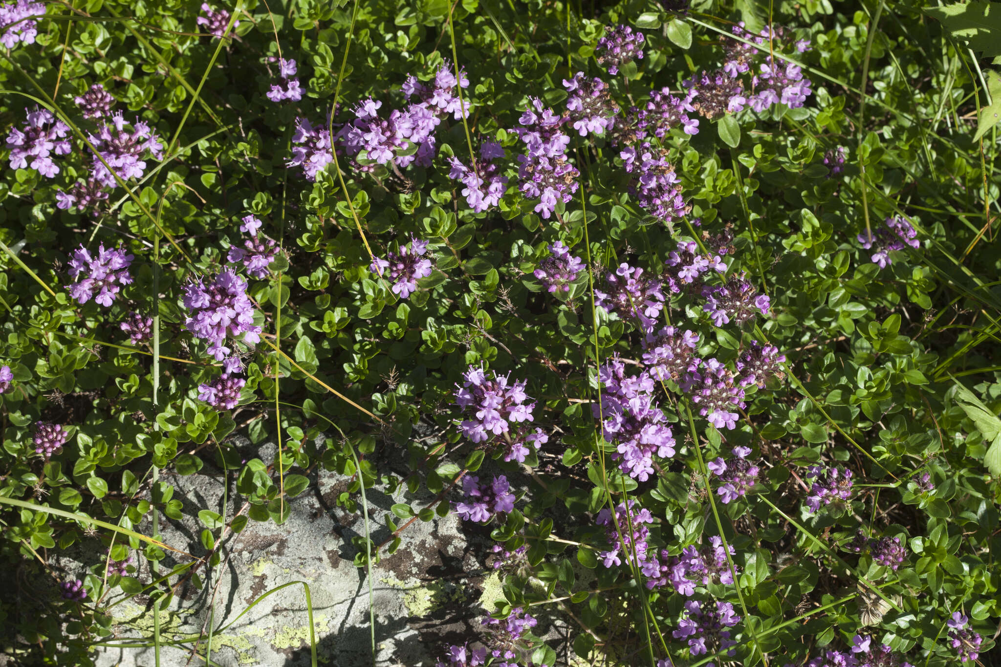 Image of Thymus nummularius M. Bieb.