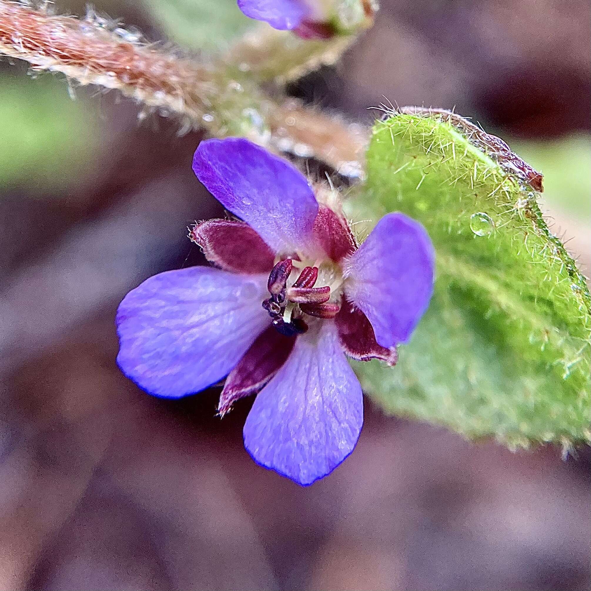 Imagem de Tremandra stelligera R. Br. ex DC.