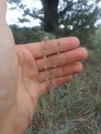 Image of low sagebrush