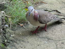 Image of Caribbean Dove