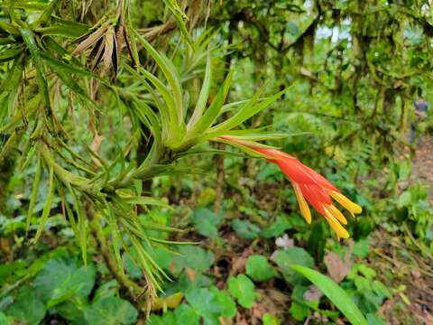 Image of tufted airplant