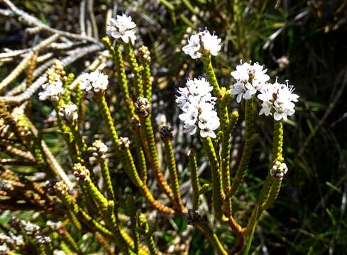 صورة Veronica lycopodioides Hook. fil.