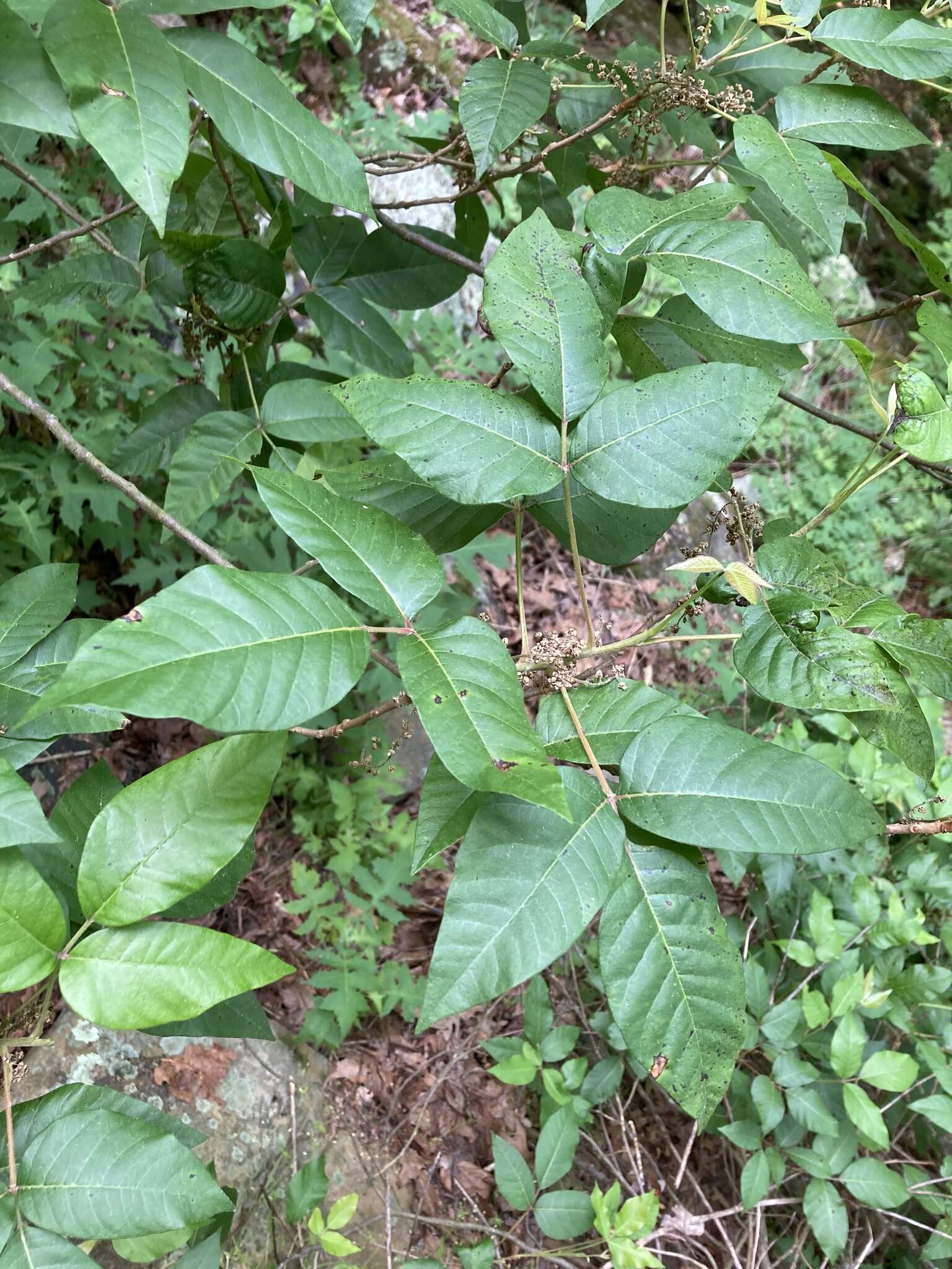 Toxicodendron radicans subsp. pubens (Engelm. ex Watson) Gillis的圖片