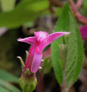 Image of Centropogon gutierrezii (Planch. & Oerst.) E. Wimm.