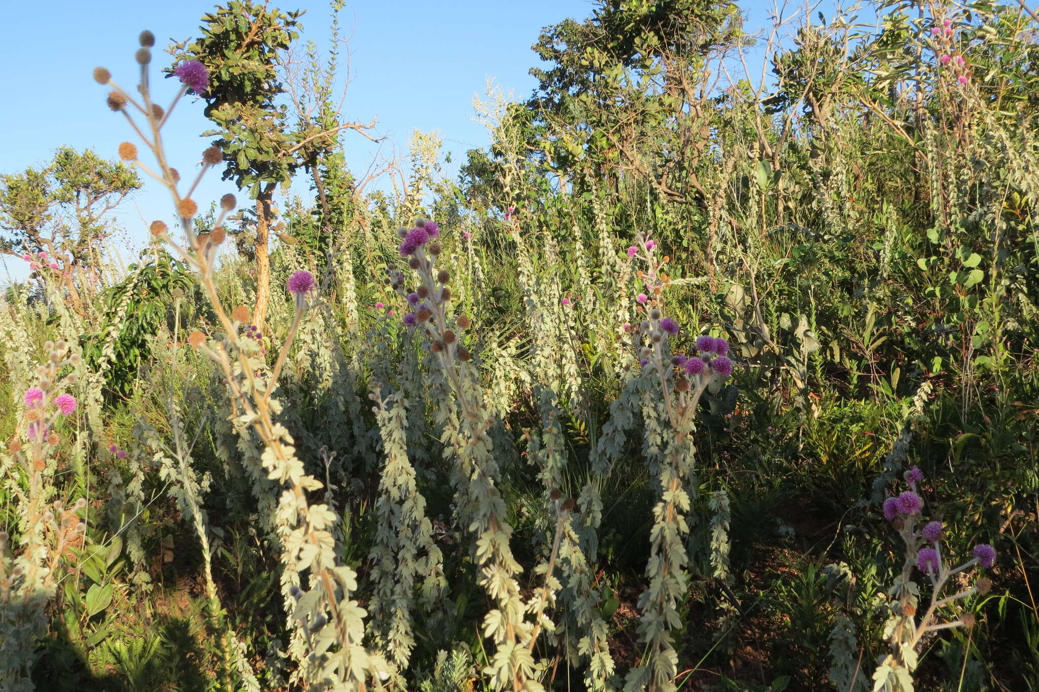 Image of Mimosa lanuginosa Burkart