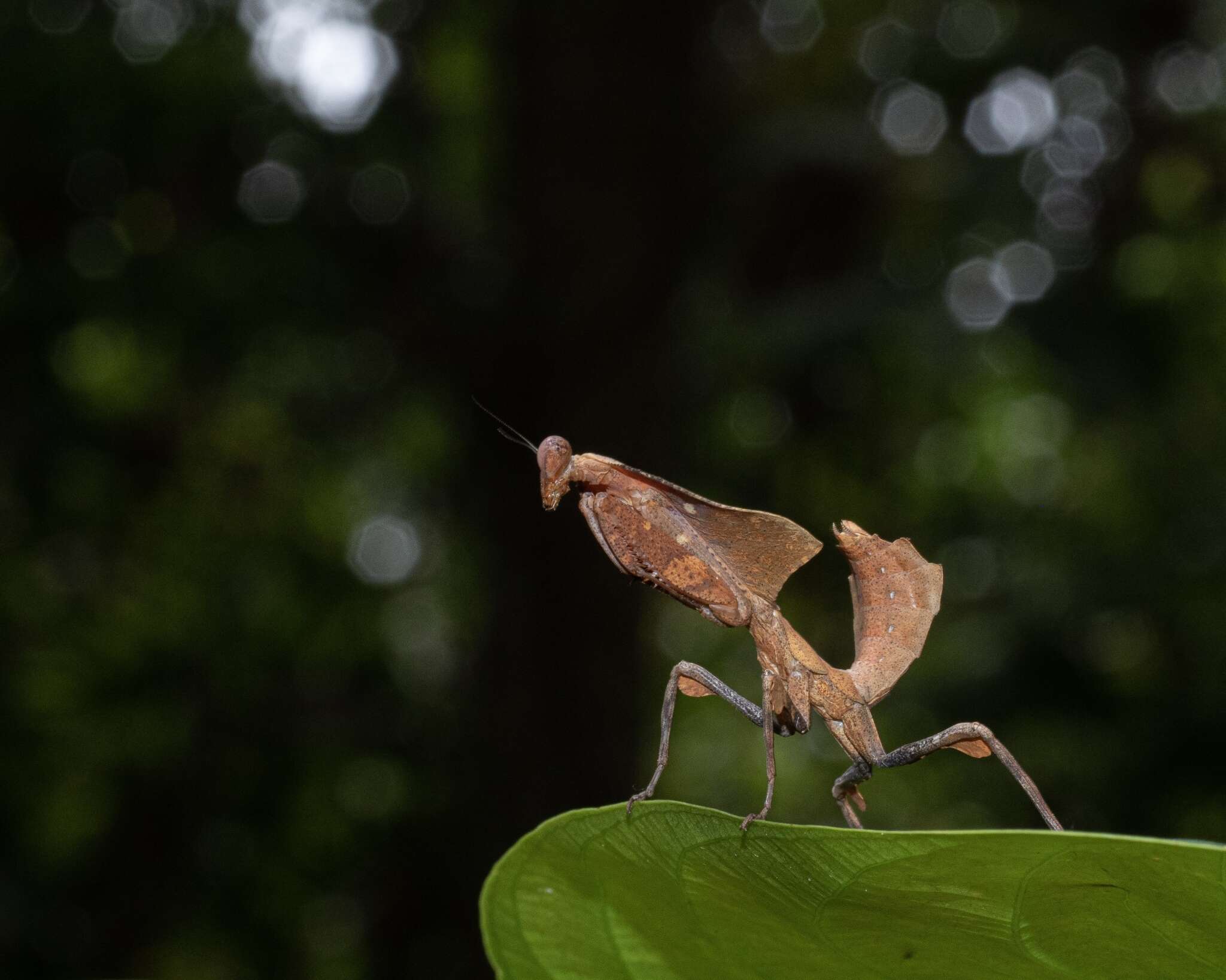 Imagem de Deroplatys truncata Guerin-Meneville 1843