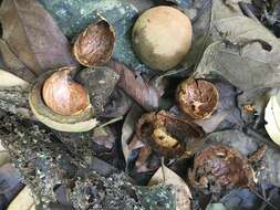 Image de Omphalea queenslandiae F. M. Bailey