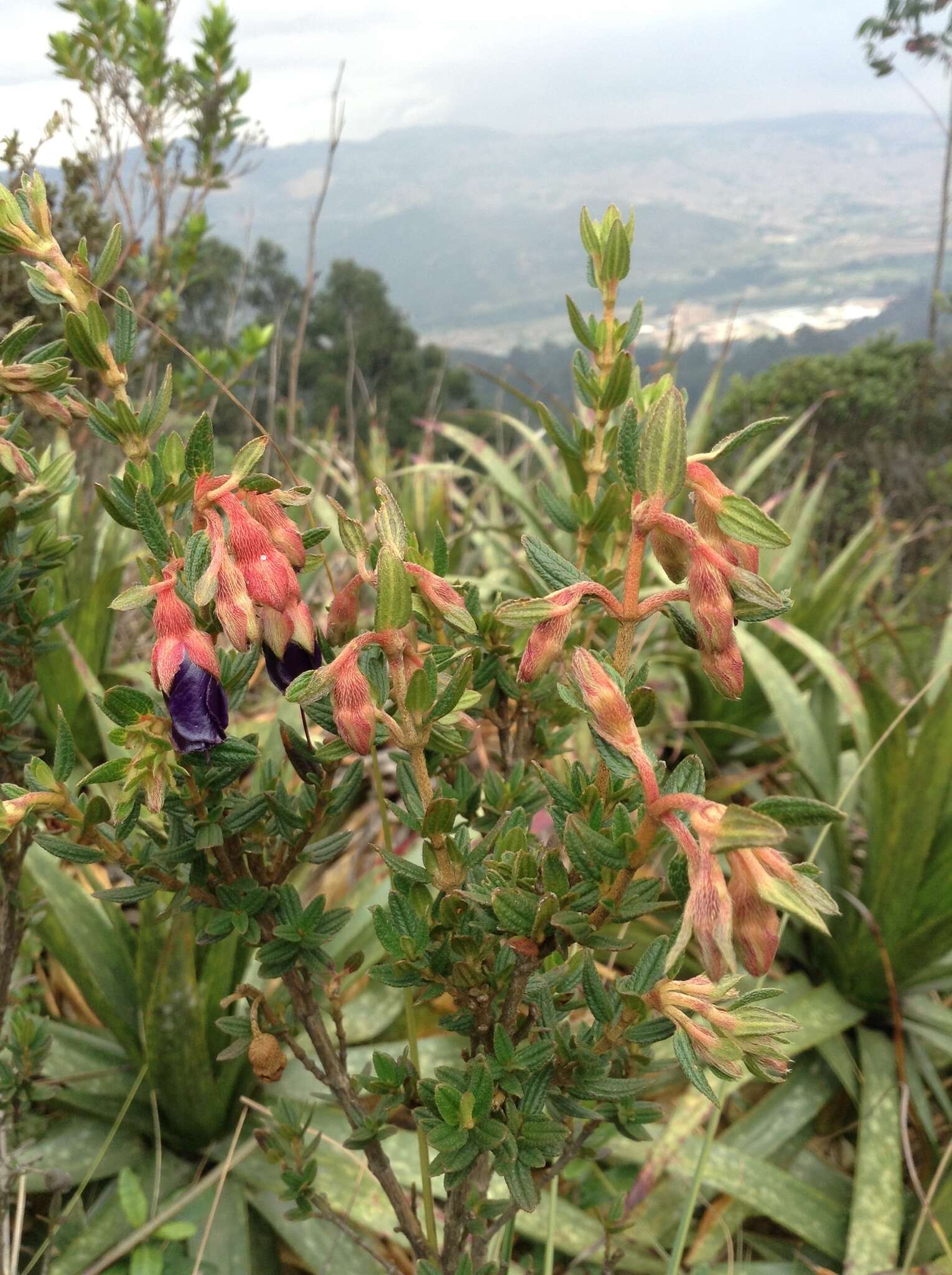 Image de Brachyotum strigosum (L. fil.) Triana