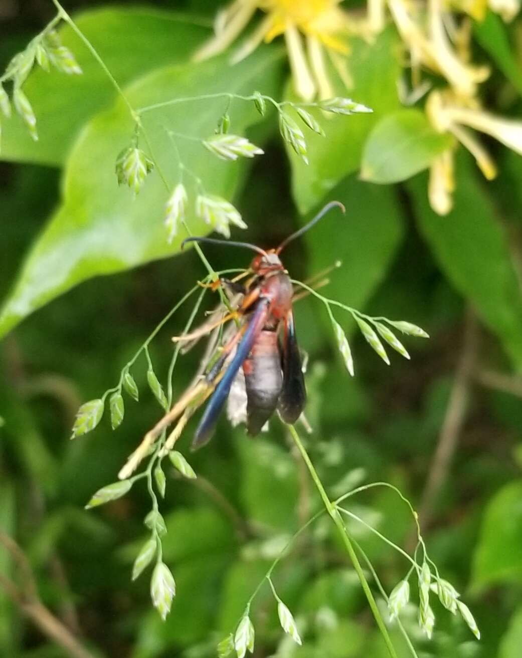 Image of Ash/Lilac Borers