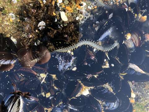 Image of Mussel worm