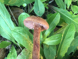 Image of Western Amethyst Deceiver