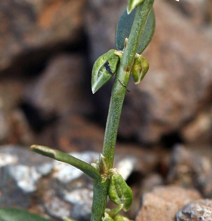 Image of Douglas' knotweed