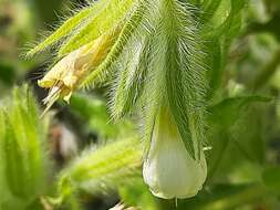 صورة <i>Onosma setosa</i>