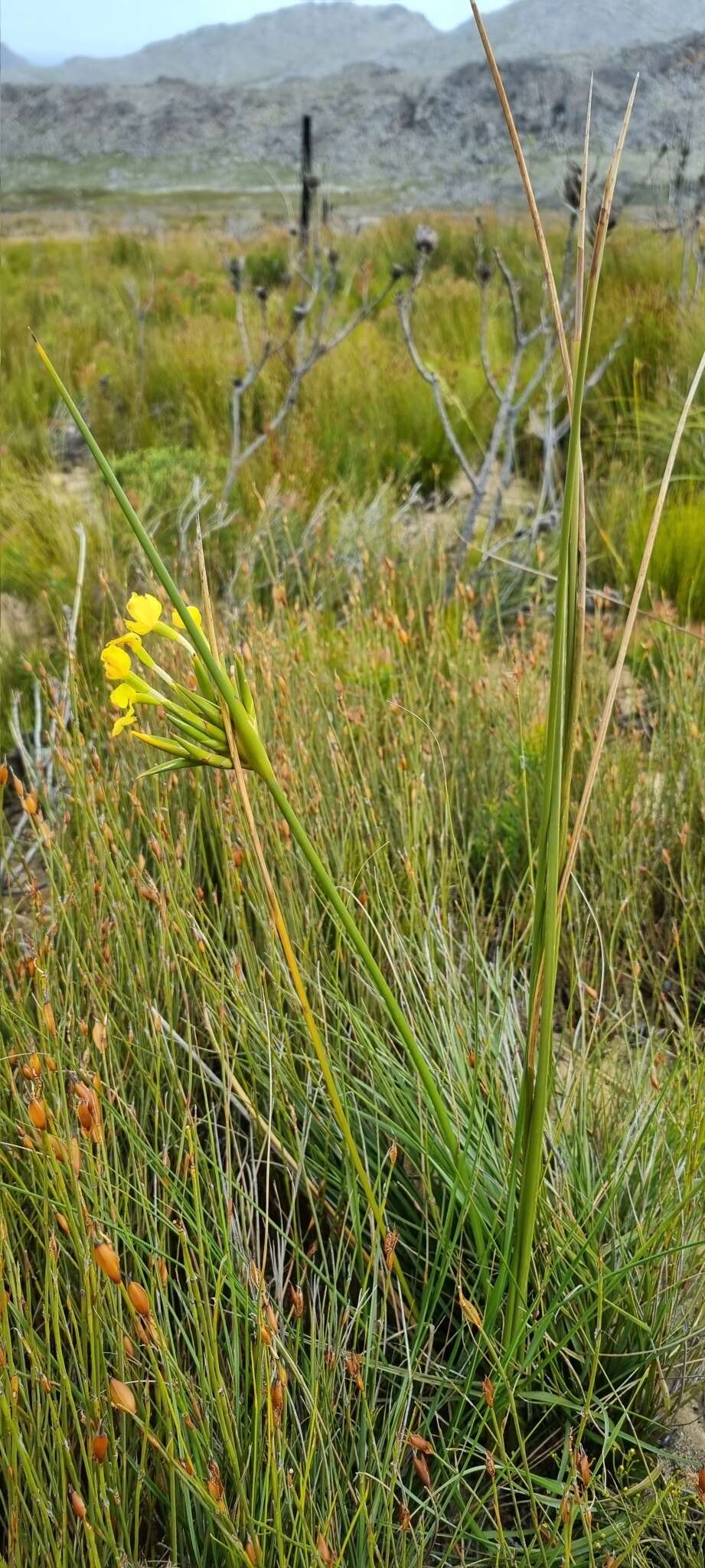 Слика од Bobartia longicyma Gillett