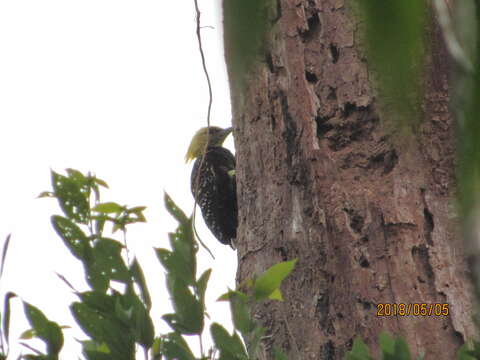 Image of Blond-crested Woodpecker