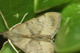 Image of Moth