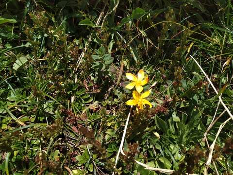 Image of Hypericum nagasawai Hayata