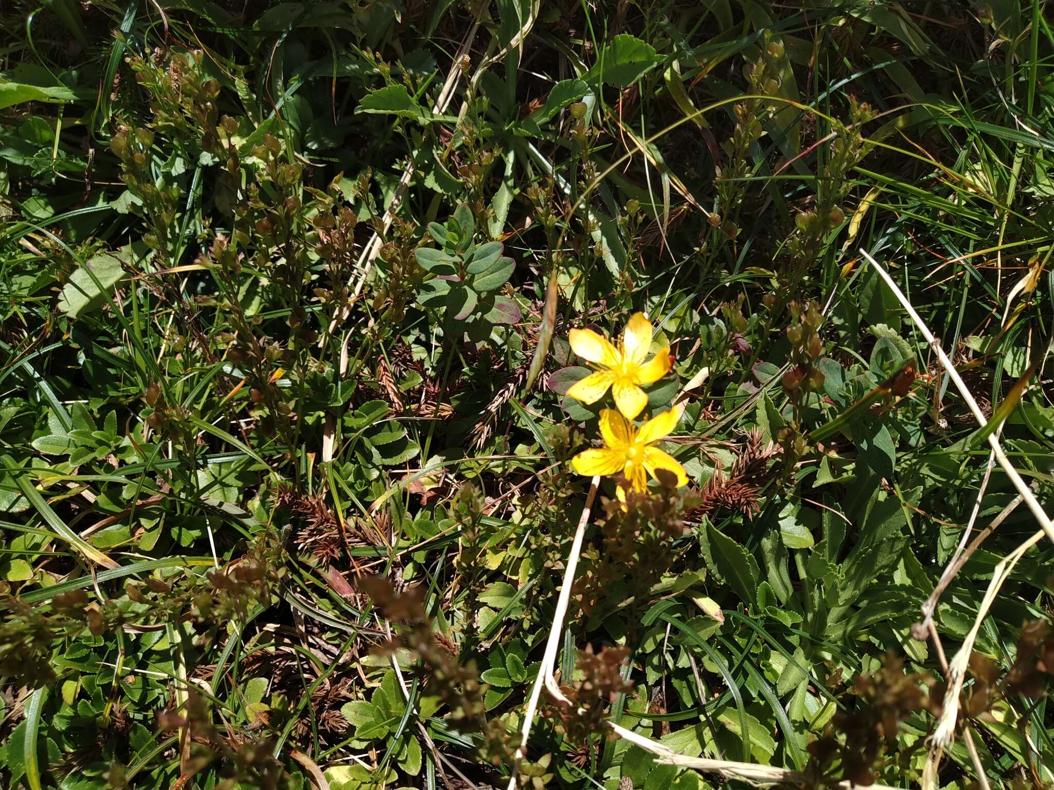 Image of Hypericum nagasawai Hayata