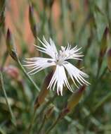 Image of Dianthus namaensis Schinz