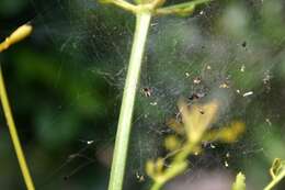 Image of Linyphia hortensis Sundevall 1830