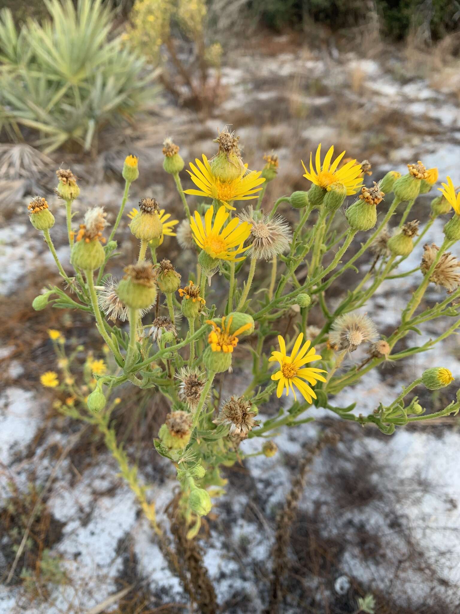 Chrysopsis delaneyi Wunderlin & Semple resmi