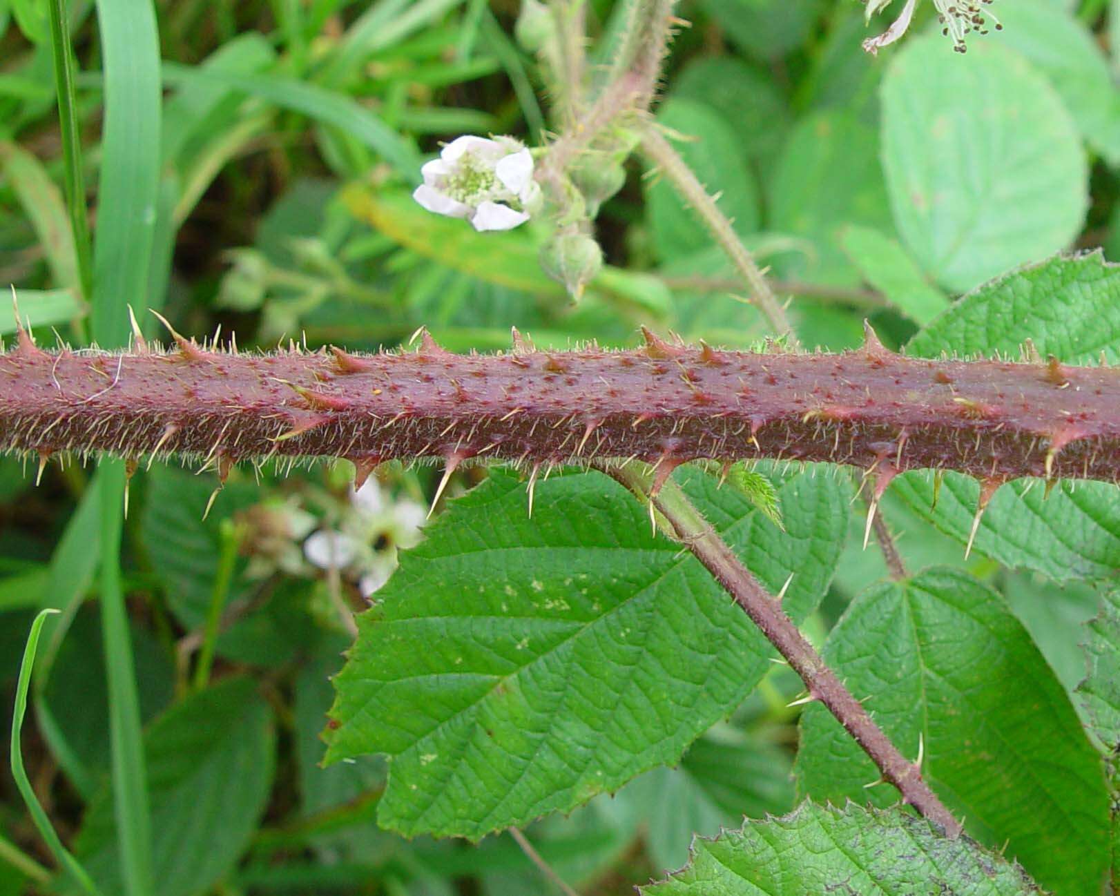 Image of Rubus dasyphyllus (Rogers) Rogers