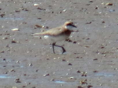 Image of Greater Sand Plover