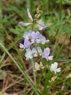 Imagem de Astragalus silvisteppaceus Knjaz.