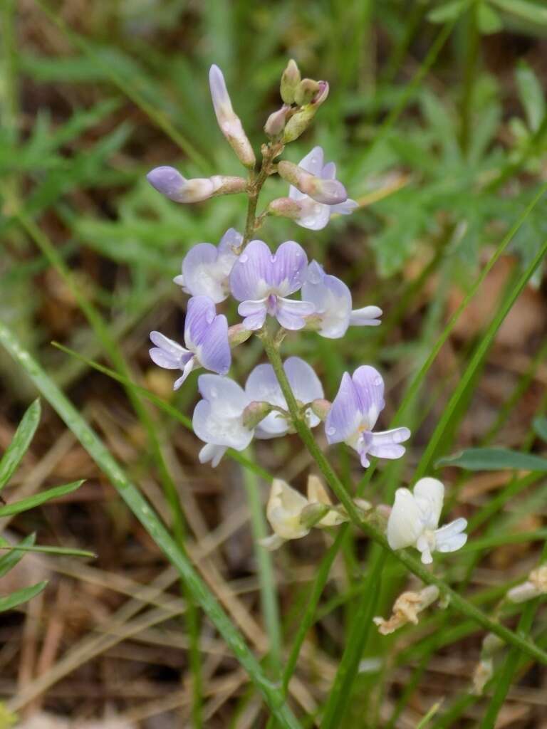 صورة Astragalus silvisteppaceus Knjaz.