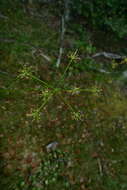 Imagem de Anisotome filifolia (Hook. fil.) Cockayne & Laing