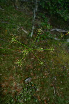 Imagem de Anisotome filifolia (Hook. fil.) Cockayne & Laing