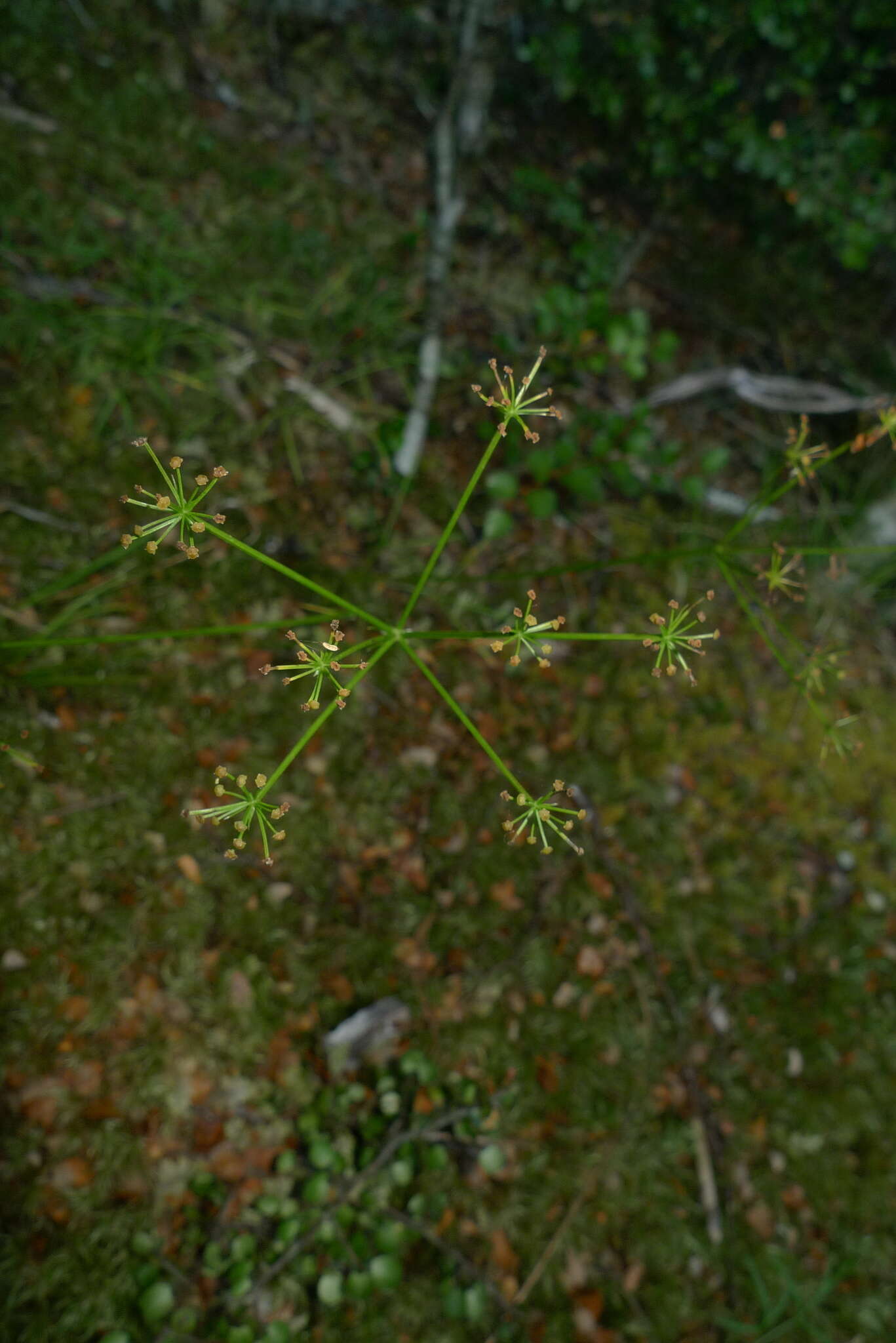 Imagem de Anisotome filifolia (Hook. fil.) Cockayne & Laing
