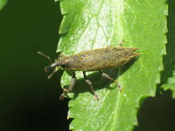 صورة Lixus mucronatus (Olivier & A. G. 1791)