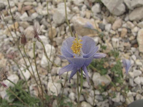 Aquilegia tianschanica A. Ya. Butkov的圖片