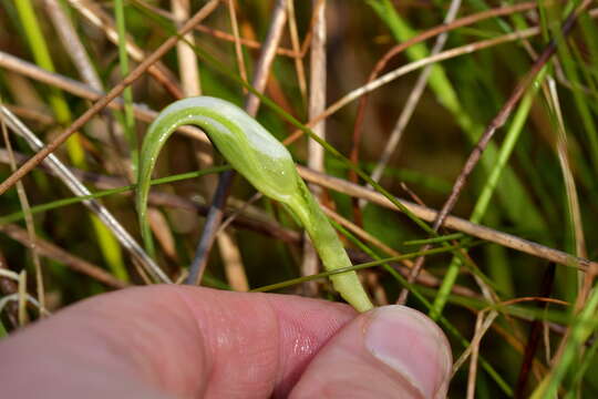 Image of Pterostylis micromega Hook. fil.