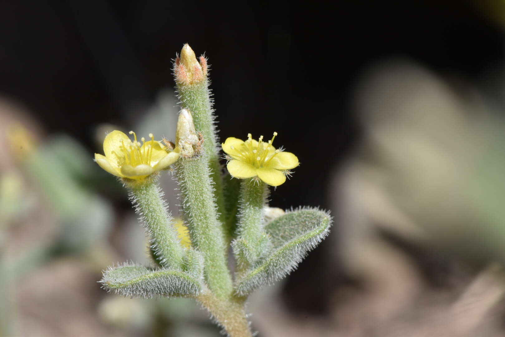 Image of bushy blazingstar