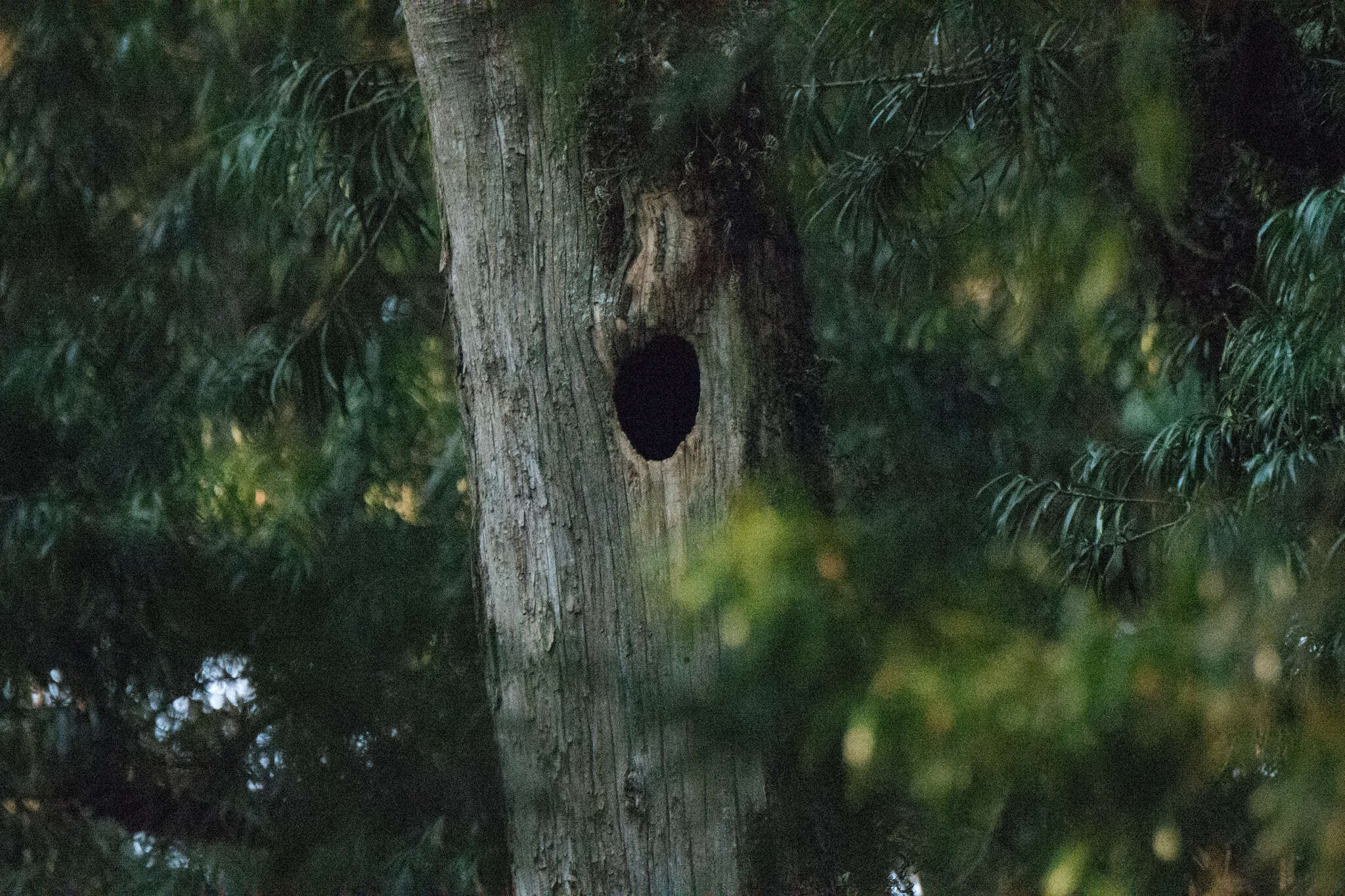 Image of Brown-necked Parrot