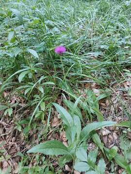 Image of Cirsium pannonicum (L. fil.) Link